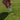 A person holding a custom divot repair tool in a golf course green turf. 